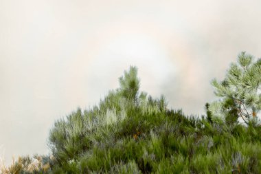 Madeira 'da Bulaşıcı Flora ile Puslu Dağ yamacı