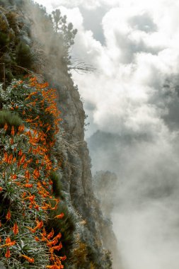 Bulutların Üzerindeki Aloe Çiçekleri, Madeira