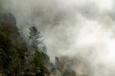 Madeira 'daki Bulutların Üzerindeki Sisli Çam Ormanı
