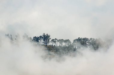 Madeira 'daki Bulutların Üzerindeki Sisli Çam Ormanı