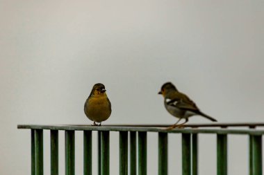 Metal korkuluklara tünemiş iki küçük kuş Yumuşak gri gökyüzüne karşı, Sessiz bir an.