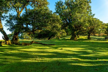 Fanal Ormanında Antik Laurel Ağaçları, Madeira