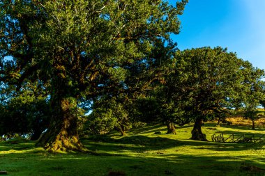 Fanal Ormanında Antik Laurel Ağaçları, Madeira