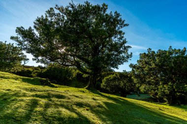 Fanal Ormanında Antik Laurel Ağaçları, Madeira