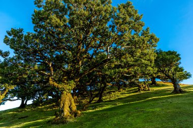 Fanal Ormanında Antik Laurel Ağaçları, Madeira