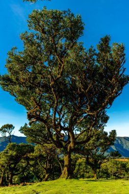 Fanal Ormanında Antik Laurel Ağaçları, Madeira