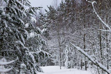 Kışın Karlı Çam ve Ladin Ormanı, Curonian Spit, Litvanya