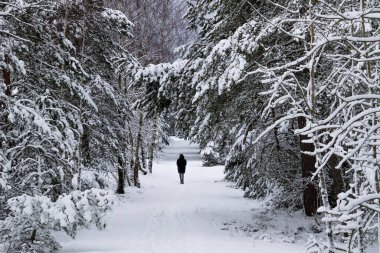 Kışın Karlı Çam ve Ladin Ormanı, Curonian Spit, Litvanya
