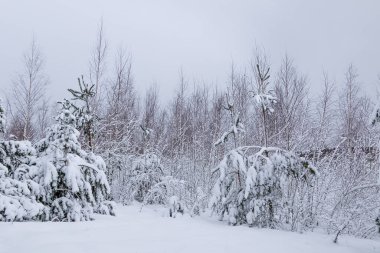 Kışın Karlı Çam ve Ladin Ormanı, Curonian Spit, Litvanya
