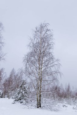 Kışın Karlı Çam ve Ladin Ormanı, Curonian Spit, Litvanya