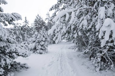Kışın Karlı Çam ve Ladin Ormanı, Curonian Spit, Litvanya