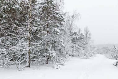 Kışın Karlı Çam ve Ladin Ormanı, Curonian Spit, Litvanya