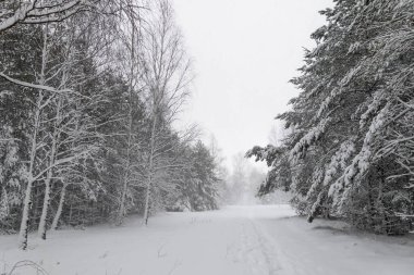 Kışın Karlı Çam ve Ladin Ormanı, Curonian Spit, Litvanya