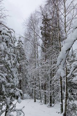 Kışın Karlı Çam ve Ladin Ormanı, Curonian Spit, Litvanya