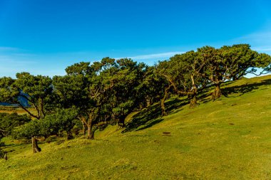 Fanal Ormanında Antik Laurel Ağaçları, Madeira