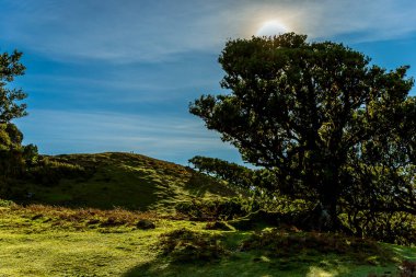 Fanal Ormanında Antik Laurel Ağaçları, Madeira