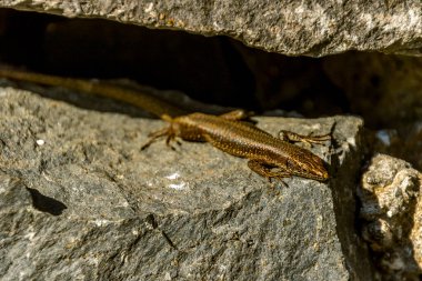 Güneş Işığı Duvarında Madeira Duvar Kertenkelesi