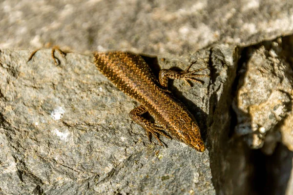 Güneş Işığı Duvarında Madeira Duvar Kertenkelesi