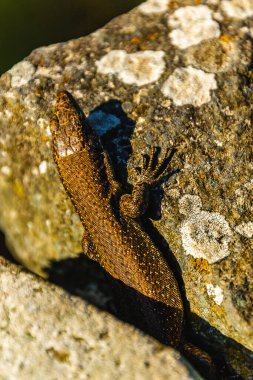 Doğal ortamında güneşli kayalarda dinlenen renkli bir kertenkelenin yakın çekimi.