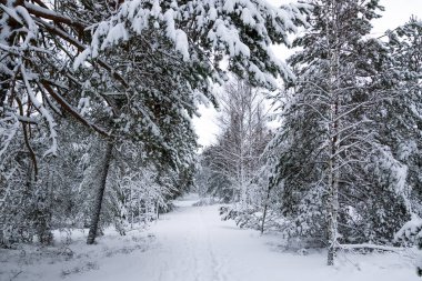 Kışın Karlı Çam, Ladin ve Birch Ormanı, Curonian Spit, Litvanya