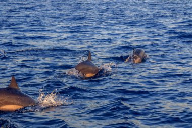 Yaban Yunusları Gündoğumunda Bali Denizi 'nde yüzüyor