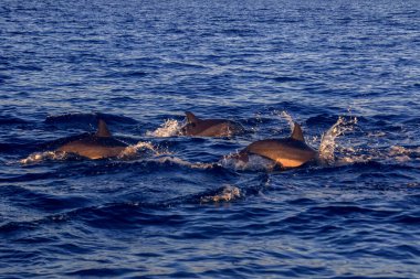 Yaban Yunusları Gündoğumunda Bali Denizi 'nde yüzüyor
