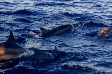 Yaban Yunusları Gündoğumunda Bali Denizi 'nde yüzüyor