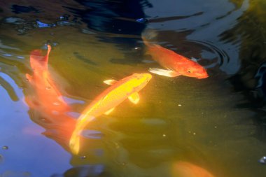 Altın Koi Balığı Güneş Işığı Gölünde Yüzüyor