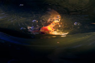 Altın Koi Balığı Güneş Işığı Gölünde Yüzüyor