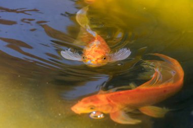 Altın Koi Balığı Güneş Işığı Gölünde Yüzüyor