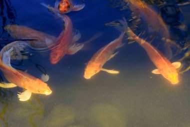 Altın Koi Balığı Güneş Işığı Gölünde Yüzüyor