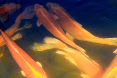 Altın Koi Balığı Güneş Işığı Gölünde Yüzüyor