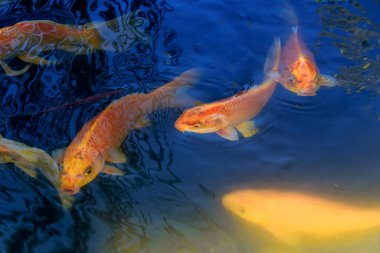 Altın Koi Balığı Güneş Işığı Gölünde Yüzüyor