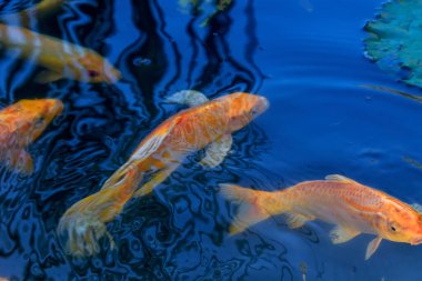 Altın Koi Balığı Güneş Işığı Gölünde Yüzüyor