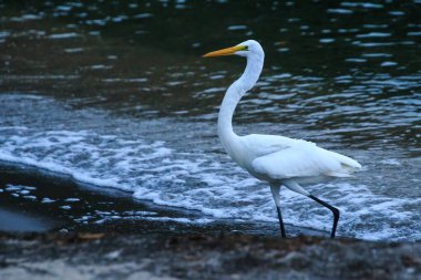 Livingston, Guatemala 'da Büyük Balık Yakalayanlar