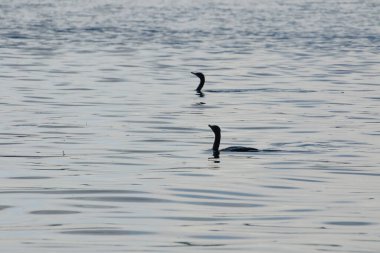 İki karabatak silueti, alacakaranlıkta sakin sularda süzülerek, minimalist bir doğal deniz manzarasında yalnızlık, sükunet ve kıyı yaşamını çağrıştıran yumuşak dalgalar ve ince yansımalar yaratır..
