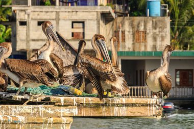Pelikanlar Livingston, Guatemala 'da Balıkçı Teknesine Dinleniyor