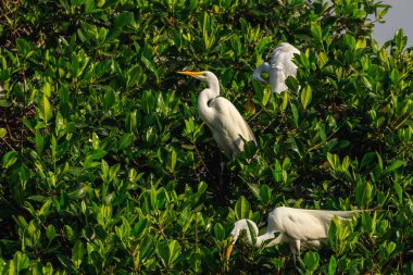 Livingston, Guatemala 'daki yemyeşil mangrov yaprakları arasında tünemiş ve yuva yapmış büyük balıkçıllar Orta Amerika' nın zengin biyolojik çeşitliliğini gözler önüne seriyor..