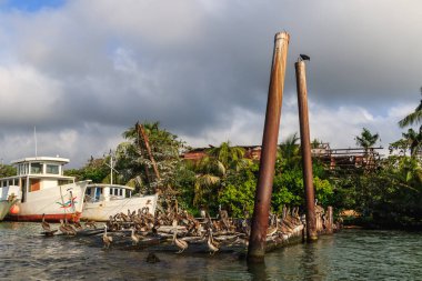 Kahverengi pelikanlar Livingston, Guatemala 'da demirlemiş bir dubanın üzerinde toplandılar.