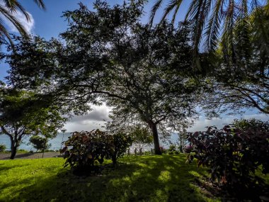Madeira 'daki Atlantik Okyanusu kıyısında Tropikal Bahçe