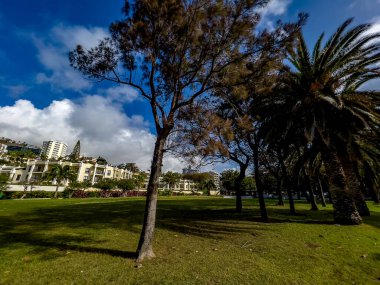 Uzun ağaçlar ve palmiyelerin yer aldığı güneşli bir şehir parkı sahnesi yeşil bir çimenlikte gölgeler bırakıyor, alçak binalar ve parlak mavi gökyüzü altında dramatik bulutlar.