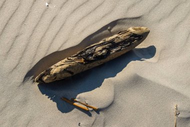 Yıkılmış dallar ve kırık bir deniz kabuğu dokulu kumsalda dinleniyor, uzun bir gölge bırakıyor. Günışığı minimalist kompozisyonu sükunet, yalnızlık, doğal doku, erozyon ve kıyı basitliğini taşır.