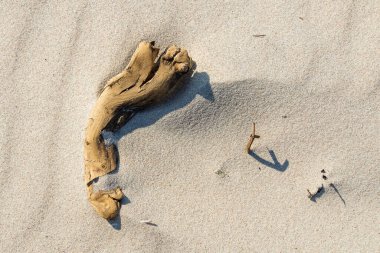 Yıpranmış ağaç dalları desenli kumsalda dinleniyor. Günışığı minimalist kompozisyonu sükunet, yalnızlık, doğal doku, erozyon ve kıyı basitliğini taşır.