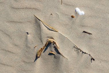 Deniz yosunu ve dağınık beyaz kabukların oluşturduğu basit bir çizgi ile rüzgarın estiği kumların soyut minimum bileşimi, plaj dokularını çağrıştırıyor, sakinlik, yalnızlık ve doğal desenler..