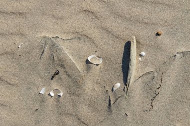 Hassas bir tüy ve beyaz deniz kabuğu, kısmen kumsalda gömülü olarak, sakin, keşif ve deniz kenarındaki bir anın sessiz dokusunu taşıyan minimalist bir kıyı kompozisyonu oluşturur..