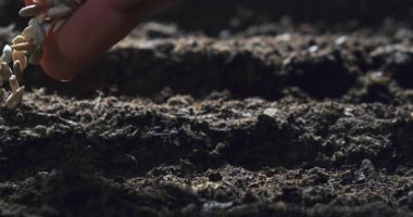 Bir elin sinematik süper yavaş çekim görüntüsü karanlık toprağa tohumları 1000 fps hızla ekiyor. Doğanın sembolü, büyüme, organik tarım ve tarımda sürdürülebilirlik.
