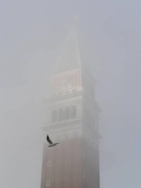 Eski Kule 'nin yakınında uçan bir martı.