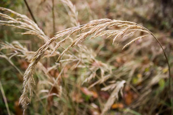 Sárga Rezgések Esős Őszi Mező — Stock Fotó