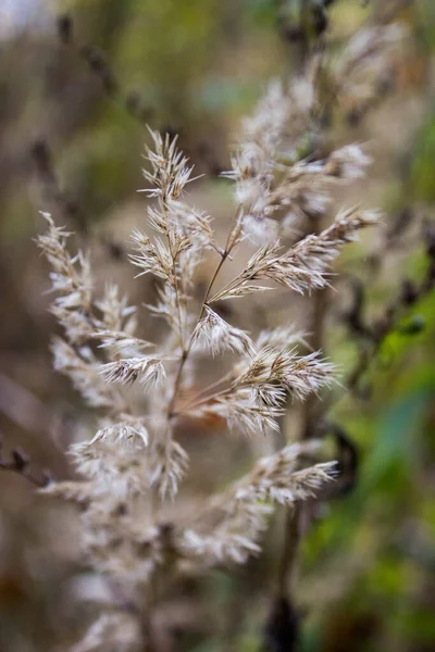 Kış geliyor Sonbahar Tarlalarına