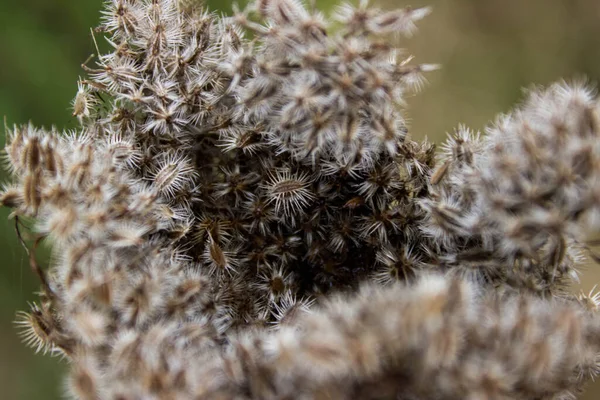Soğuk Sonbahar Yağmuru Altında Tarla Bitkisi